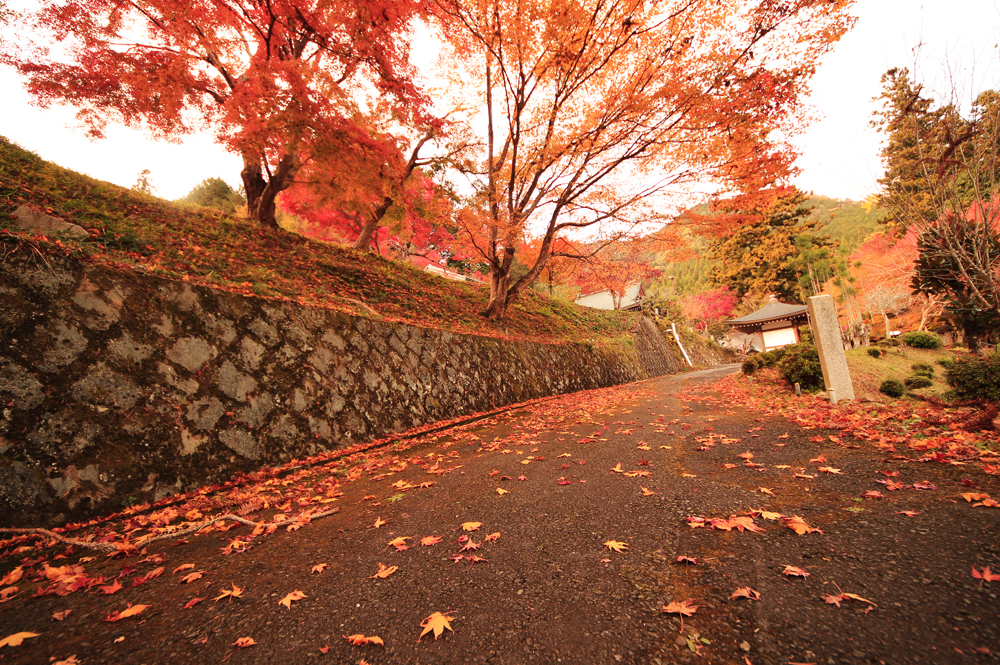 福知山 丹波のもみじ寺 長安寺 紅葉と枯山水庭園が美しいお寺 福知navi 福知山 周辺のクチコミレポートブログ