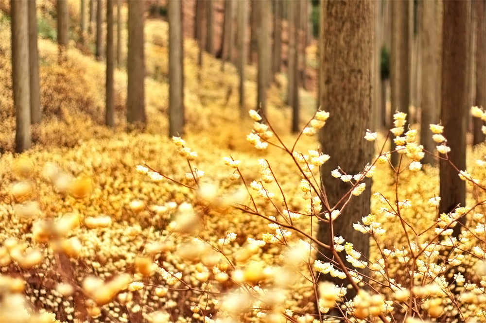 綾部 幻想的な世界 ミツマタ群生地 黄色の可憐な花が森を埋め尽くす圧巻の景色 福知navi 福知山 周辺のクチコミレポートブログ