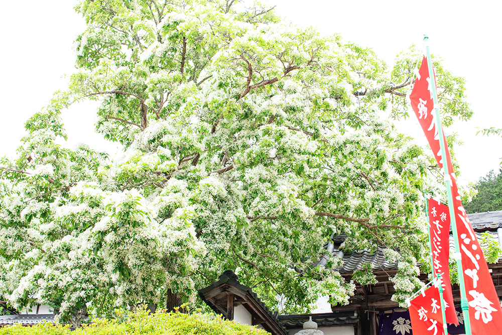 初夏に咲く雪の花 ナンジャモンジャ 福知山の名木 花の十景に選ばれた美しい光景 頼光寺 福知navi 福知山 周辺のクチコミレポートブログ