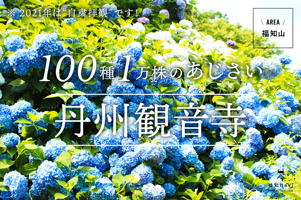 100種1万株のあじさい 福知山の 丹州観音寺 インスタ映えの 花手水 が大人気 福知navi 福知山 周辺のクチコミレポートブログ